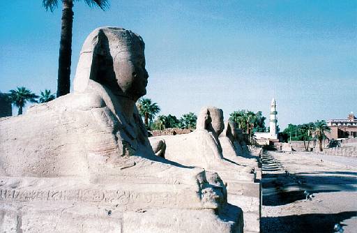 luxor   temple sphinxes